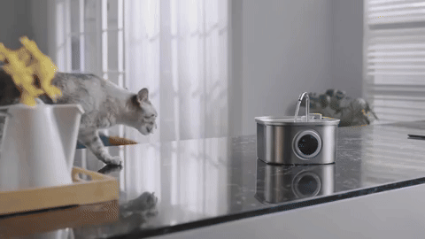 Smart Pet Hydration Station